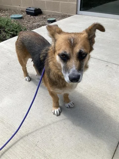 An adult medium-sized female Cardigan Welsh Corgi dog named Wren for adoption in Tustin, CA