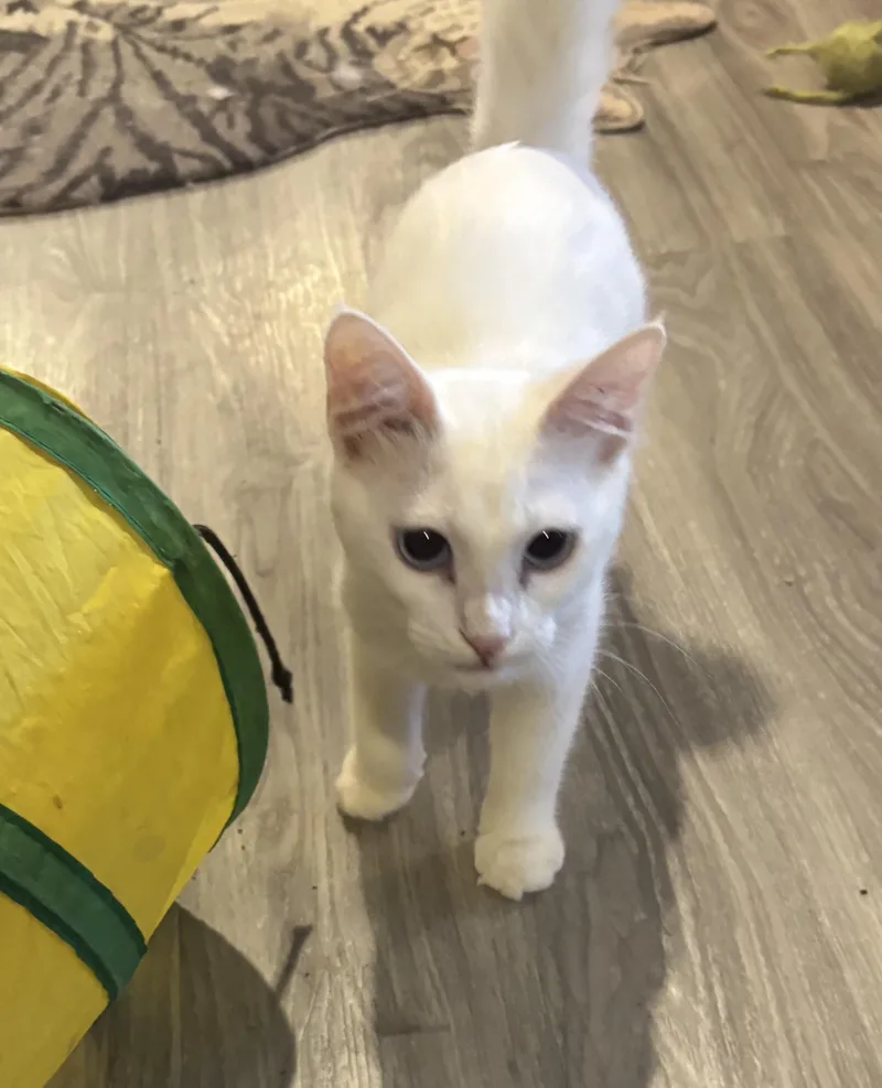 A baby medium-sized female White Domestic Short Hair cat named Twana for adoption in Fairfax, VA