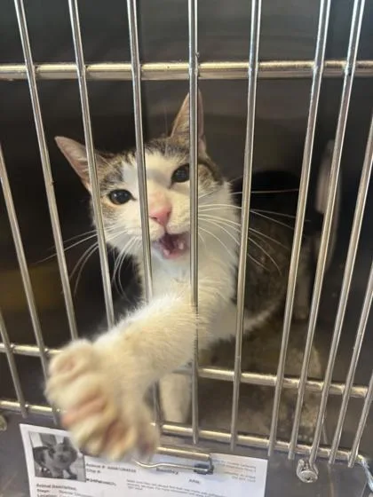 An adult large-sized male Domestic Short Hair cat named Bentley for adoption in Lafayette, IN