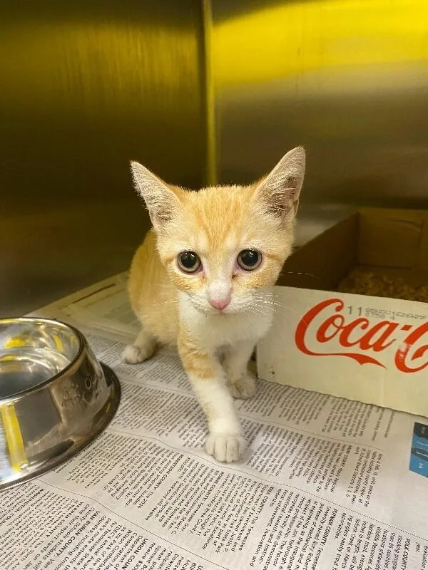 A young medium-sized female Tabby (Orange / Red) Domestic Short Hair cat named Nebula for adoption in Jackson, TN