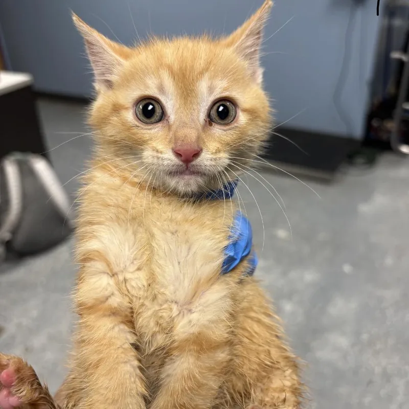 A baby small-sized male Orange / Red Domestic Short Hair cat named Adam All for adoption in St Joseph, MO