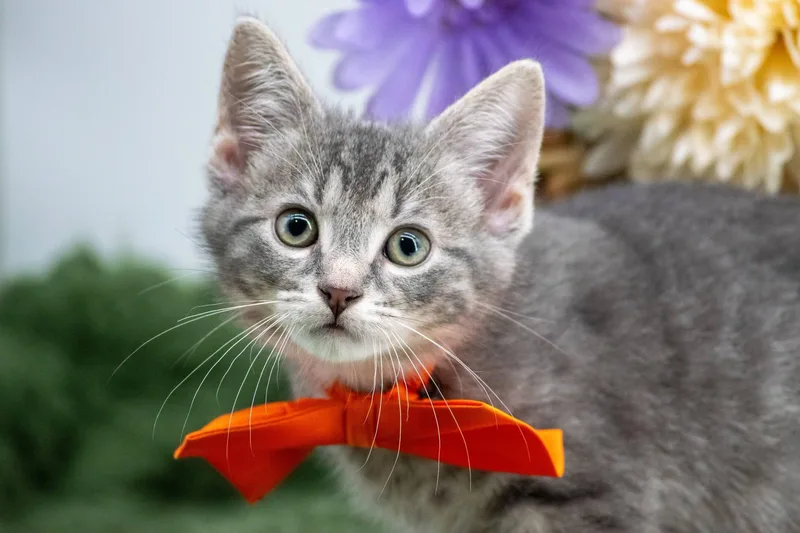A baby small-sized male Tabby (Gray / Blue / Silver) Domestic Short Hair cat named Diego for adoption in Sevierville, TN