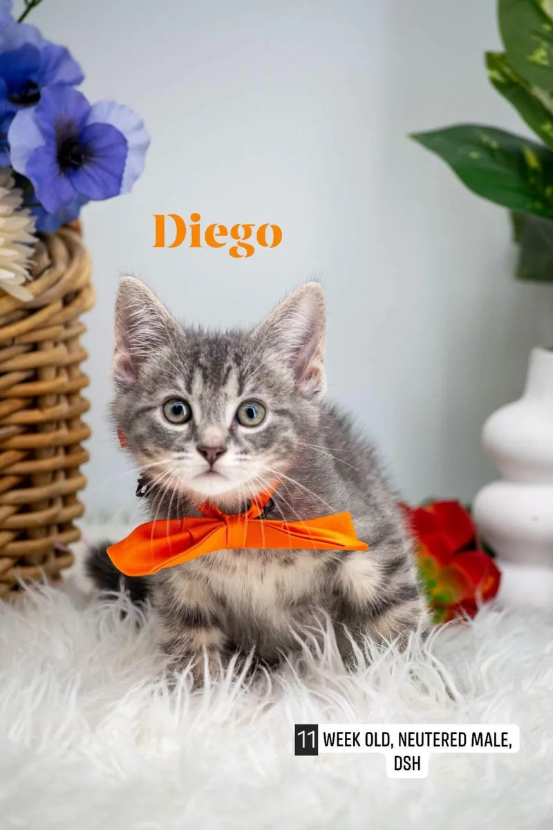 Diego thumbnail 2