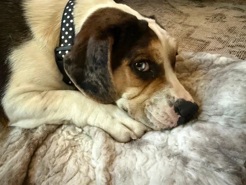 An adult medium-sized female Merle (Red) English Bulldog dog named Dilly Dally for adoption in Waukesha, WI