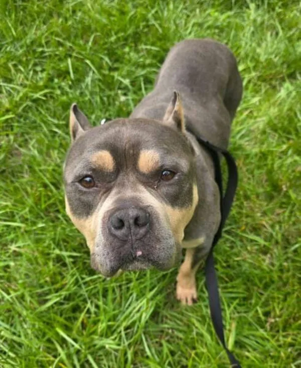 An adult medium-sized male Pit Bull Terrier dog named Bobo for adoption in Salisbury, MD
