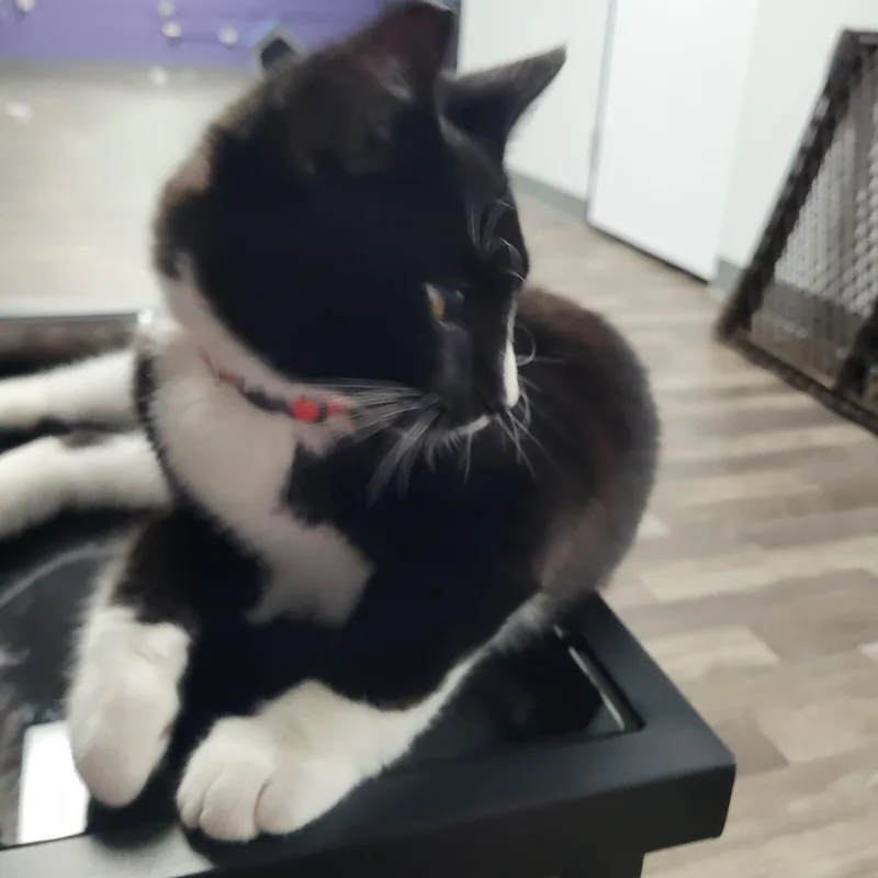 A baby small-sized male Black & White / Tuxedo Domestic Short Hair cat named Ted for adoption in Morganton, NC