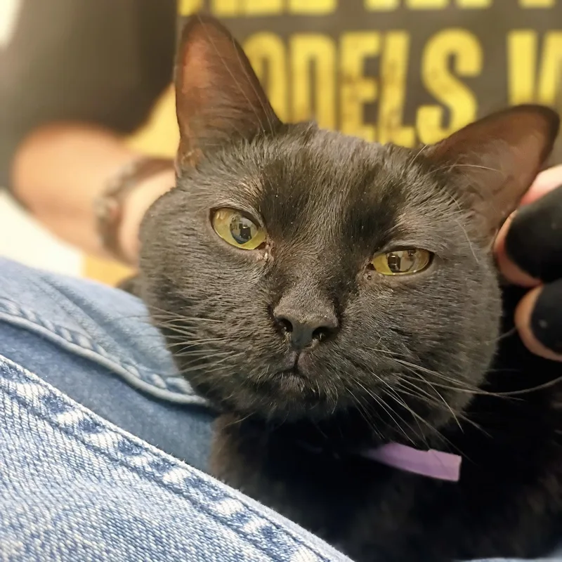 A young medium-sized female Black Domestic Short Hair cat named Bandit for adoption in Pocatello, ID