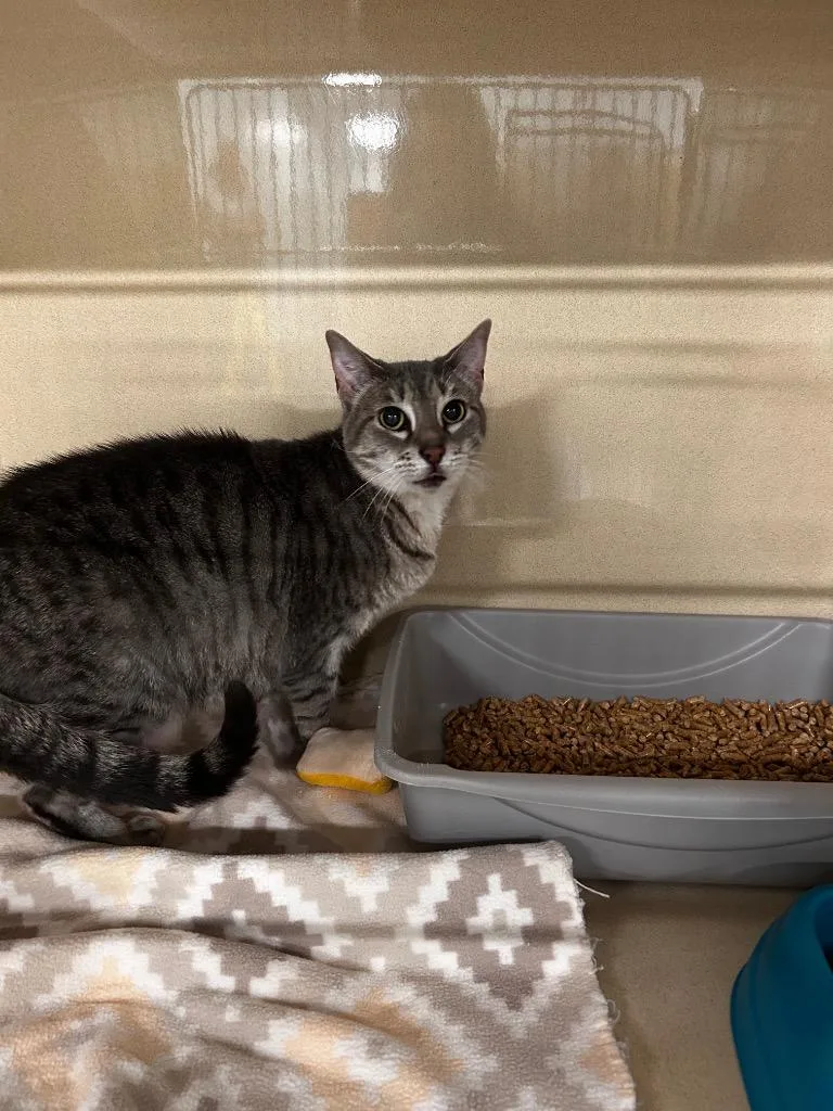 A young medium-sized female Domestic Short Hair cat named Sister for adoption in Gautier, MS