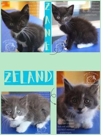 A baby small-sized male Domestic Medium Hair cat named Zeland for adoption in Kenansville, NC