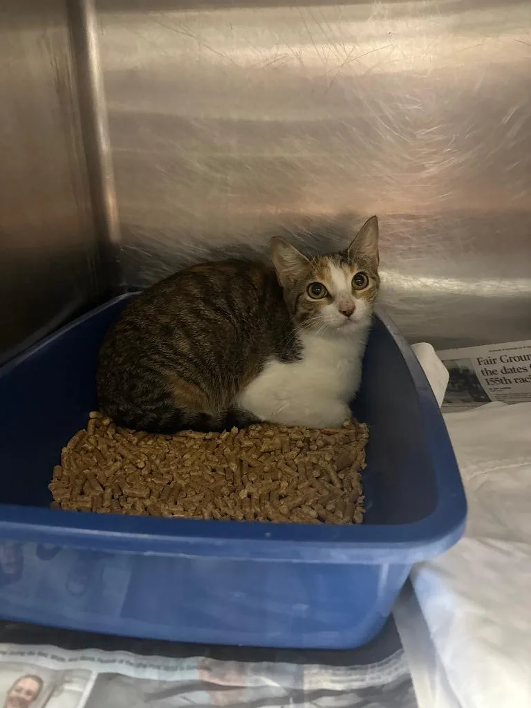 A baby medium-sized female Domestic Short Hair cat named Brae for adoption in Sorrento, LA