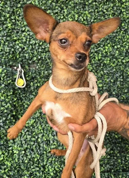 An adult small-sized female Brown / Chocolate Chihuahua dog named 61401923 for adoption in El Paso, TX