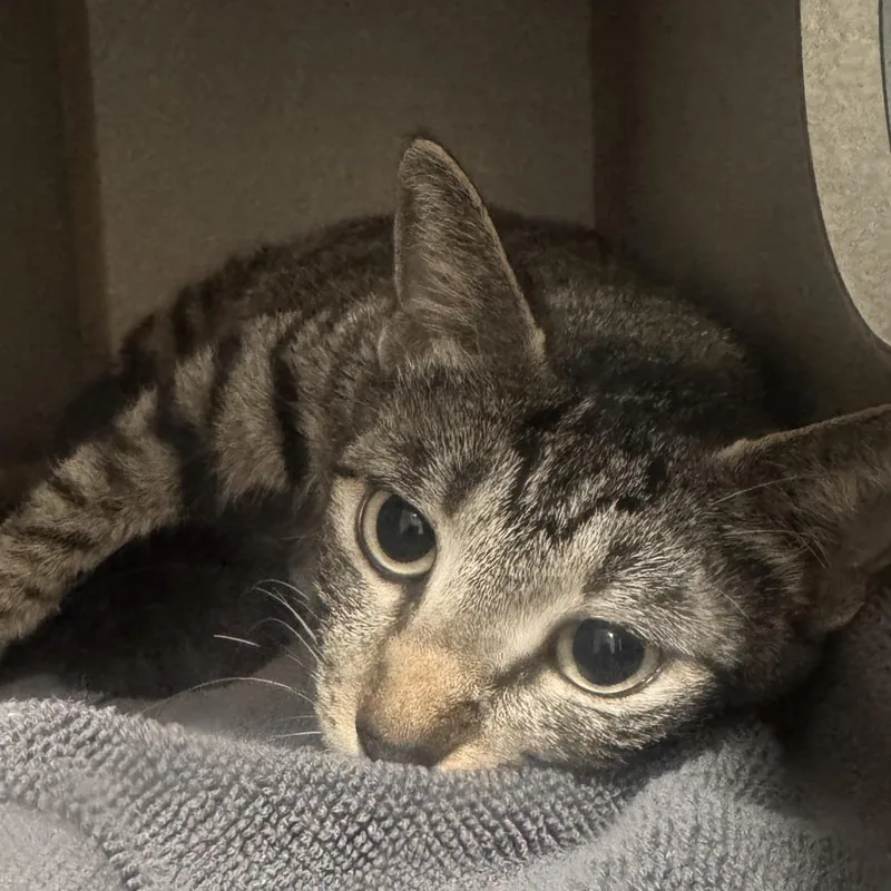 An adult medium-sized female Domestic Short Hair cat named Pearl for adoption in Cumming, GA