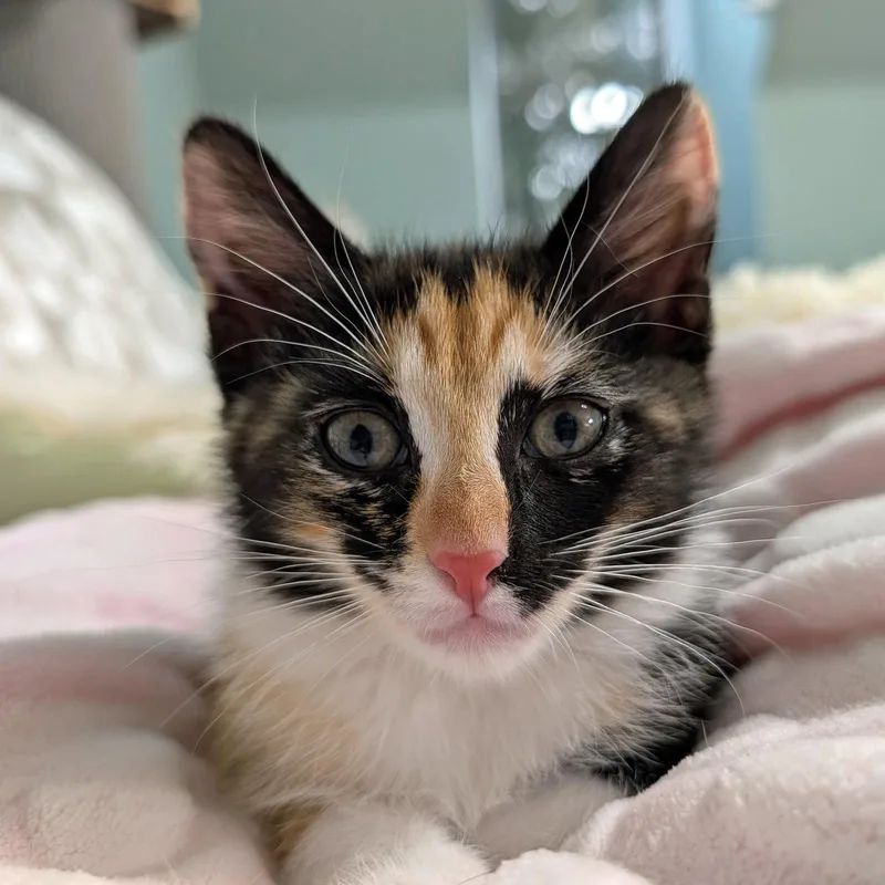 A baby small-sized female Calico cat named Pandora for adoption in Capshaw, AL