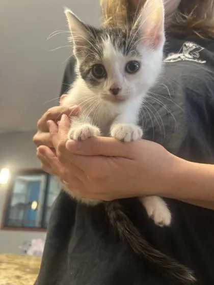 A baby small-sized female Domestic Short Hair cat named Soleil for adoption in Pequot Lakes, MN