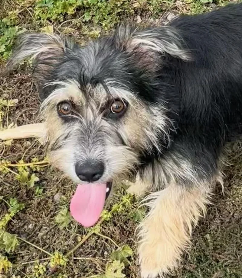 A young small-sized male Terrier dog named Charlie B Barkin for adoption in Polson, MT