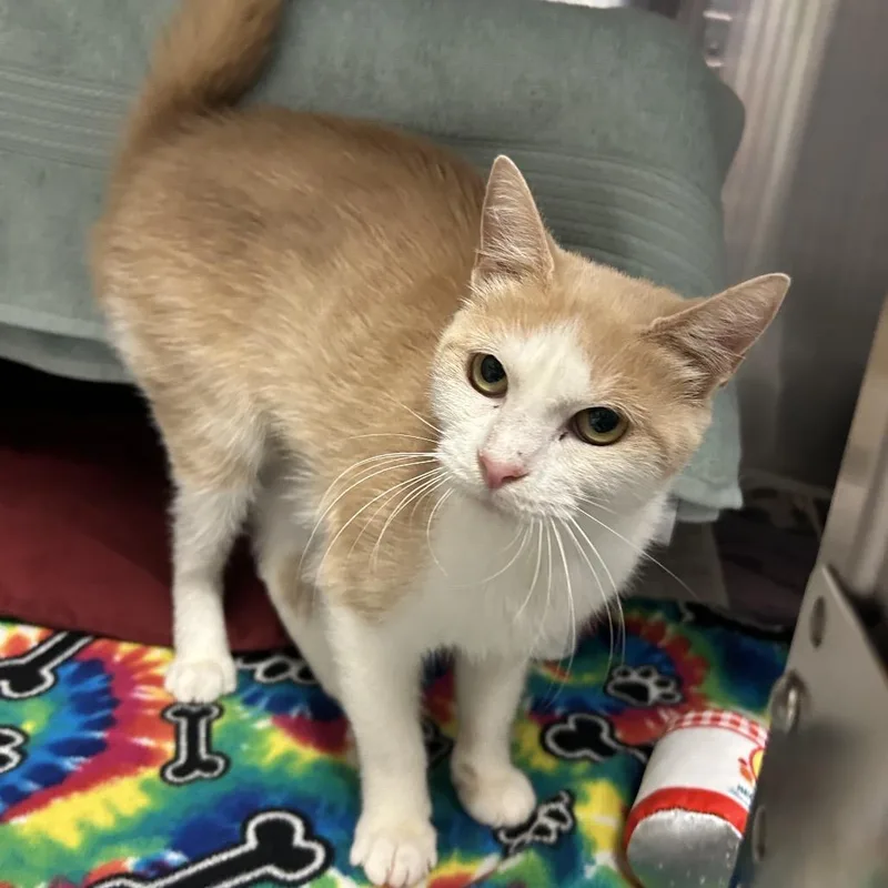 An adult medium-sized female Buff / Tan / Fawn Domestic Short Hair cat named Oatmeal for adoption in Charlottesville, VA