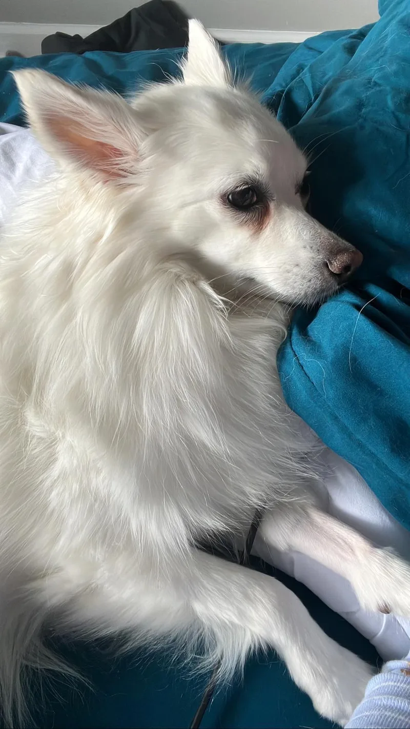 An adult medium-sized female American Eskimo Dog dog named Poof for adoption in Margate, FL