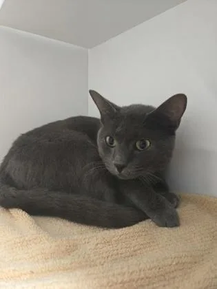 An adult medium-sized male Domestic Short Hair cat named Storm for adoption in Savannah, GA