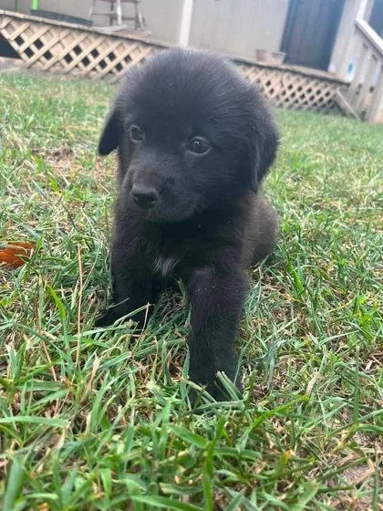 A baby large-sized male Newfoundland Dog dog named Stanford for adoption in Morton Grove, IL