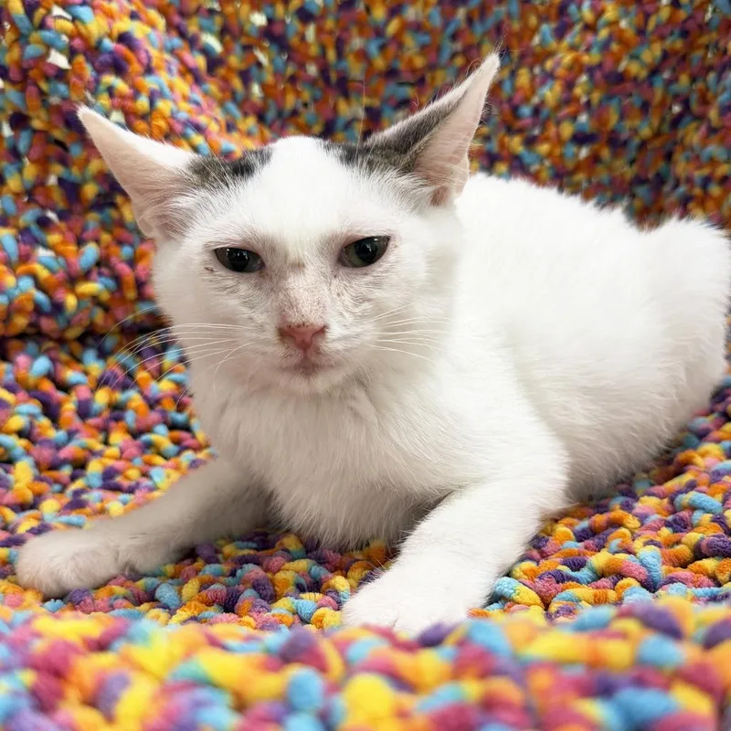 A baby small-sized male White Domestic Short Hair cat named Shoot for adoption in Mount Juliet, TN
