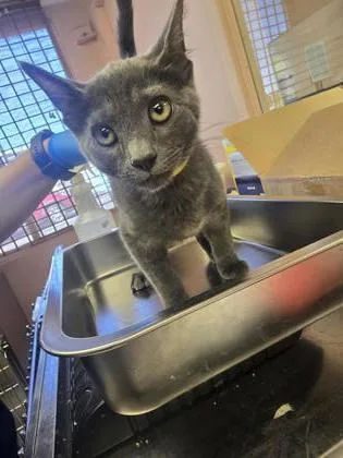 A young small-sized male Domestic Short Hair cat named Bobby for adoption in Roseville, CA