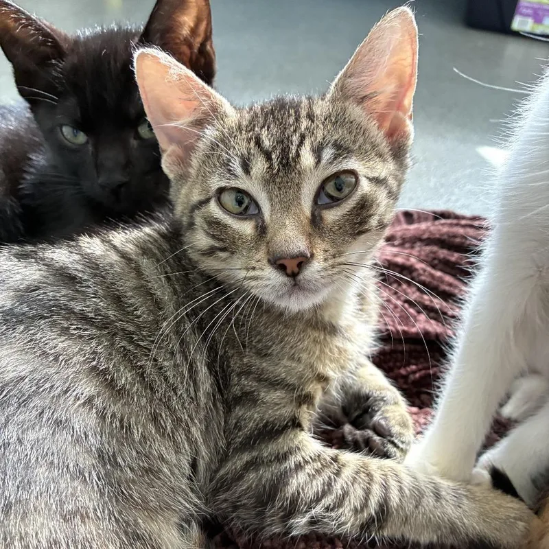 A baby small-sized female Brown / Chocolate Domestic Short Hair cat named Splits for adoption in Carencro, LA