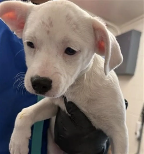 A baby medium-sized female Pit Bull Terrier dog named Tulip for adoption in San Bernardino, CA