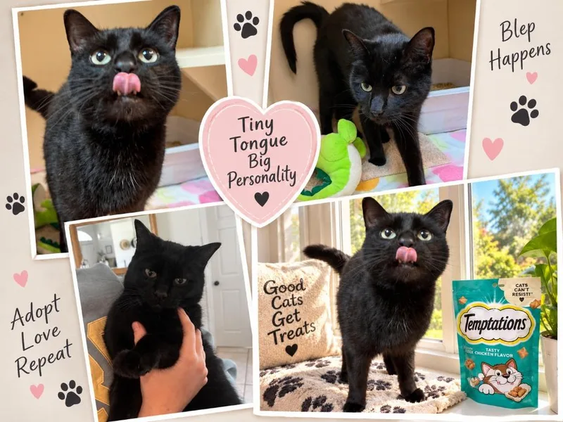 An adult medium-sized male Domestic Short Hair cat named Tidbit  Nala for adoption in Sebastian, FL