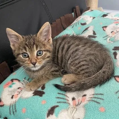 A baby small-sized male Domestic Short Hair cat named Boniface for adoption in Wheaton, IL
