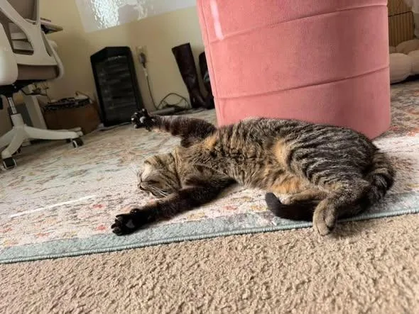 A young medium-sized male Tabby (Buff / Tan / Fawn) Domestic Short Hair cat named Tebow for adoption in Manhattan, KS
