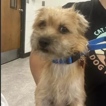 A young small-sized female Red / Chestnut / Orange Wire Fox Terrier dog named Ella Vator for adoption in East Saint Louis, IL