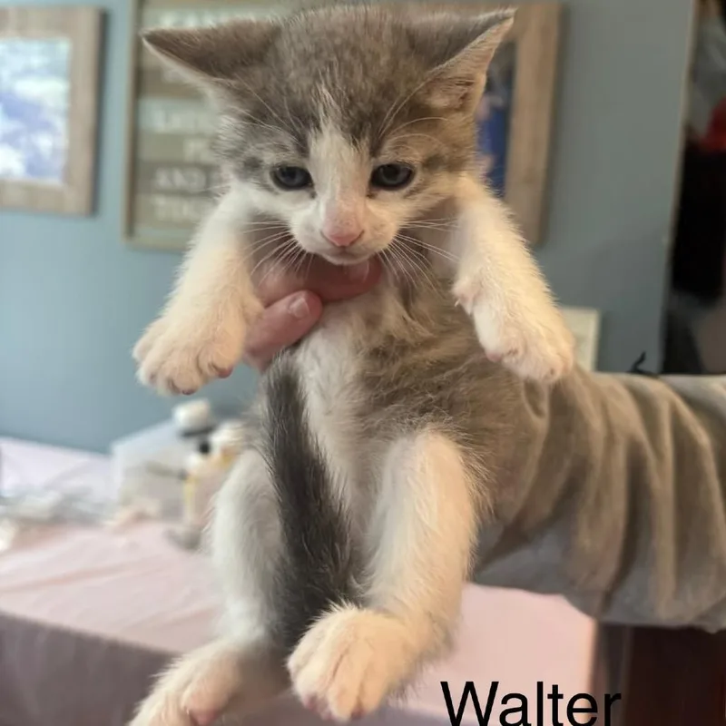 A baby small-sized male Gray / Blue / Silver Domestic Short Hair cat named Walter for adoption in Spring Hill, KS