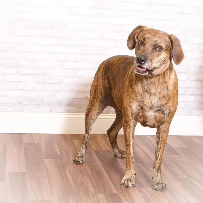 Snowdoun thumbnail 2