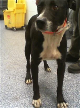 An adult medium-sized male Mixed Breed dog named Cutie Pie for adoption in Charlotte, NC