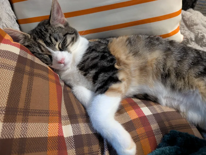 A young medium-sized female Domestic Short Hair cat named Waffles for adoption in Cleburne, TX