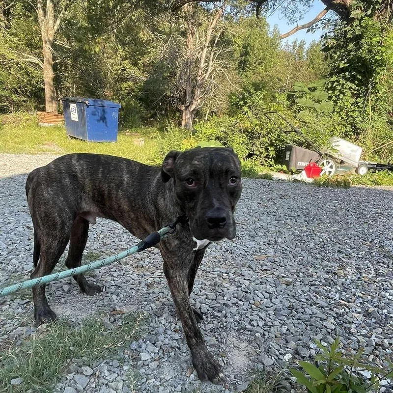 A young medium-sized male Brindle Mixed Breed dog named Atticus for adoption in Perryville, AR