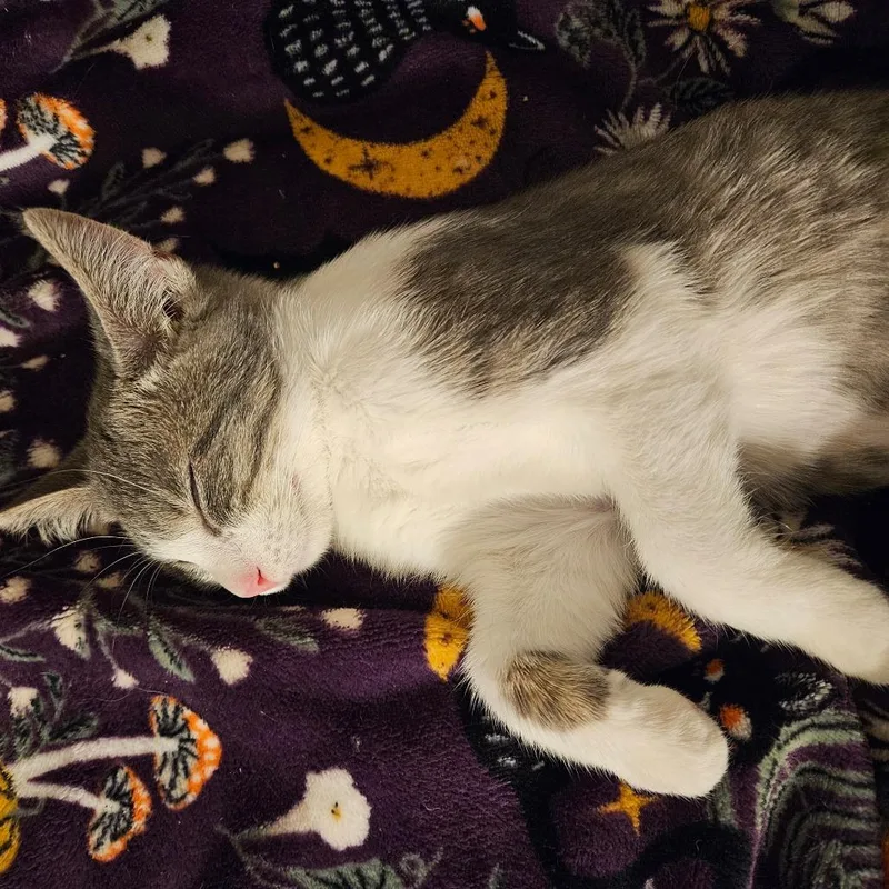 A baby small-sized female Gray / Blue / Silver Domestic Short Hair cat named Juno for adoption in Georgetown, KY