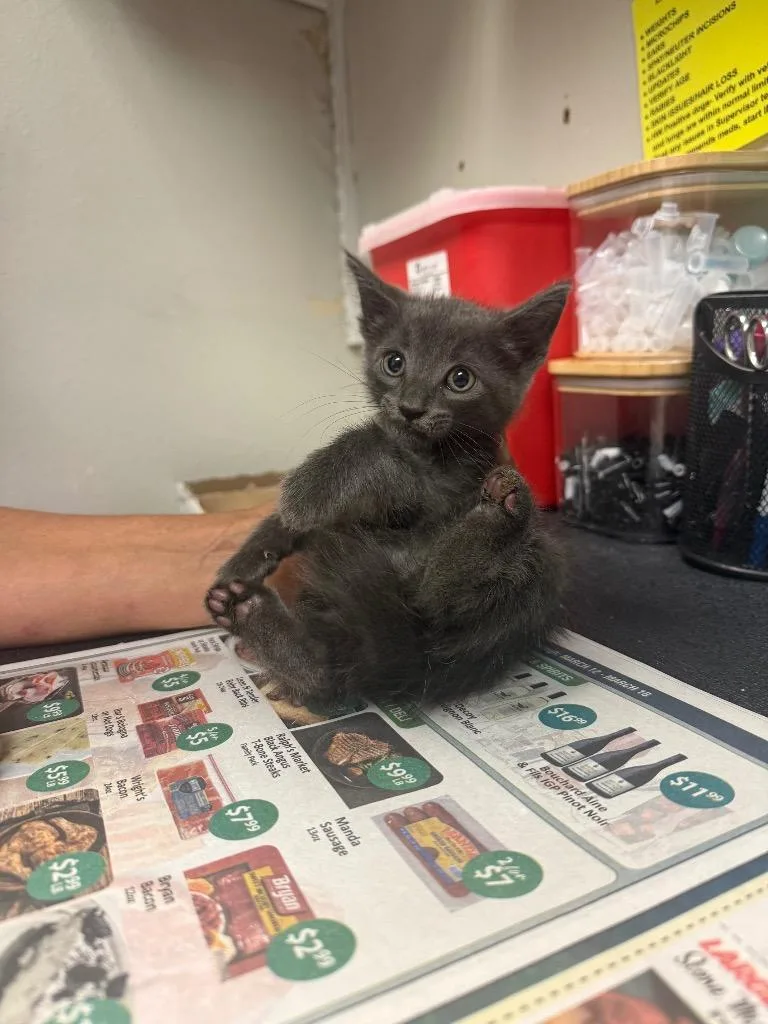 A baby medium-sized male Domestic Short Hair cat named Echo for adoption in Sorrento, LA