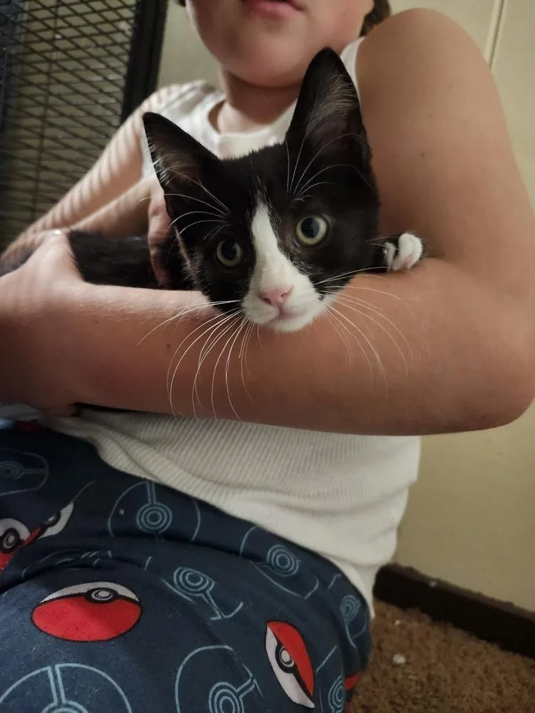 A baby small-sized male Black & White / Tuxedo Domestic Short Hair cat named Milo for adoption in Virginia Beach, VA