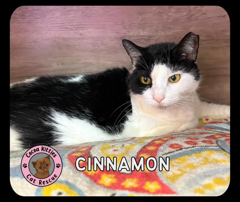 An adult large-sized female Domestic Short Hair cat named Cinnamon for adoption in Hershey, PA