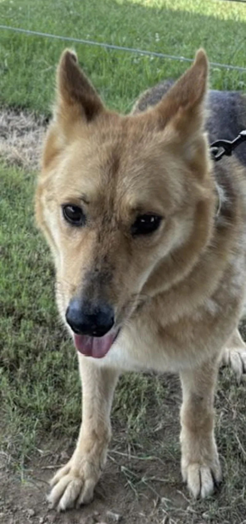 A senior large-sized male Yellow / Tan / Blond / Fawn German Shepherd Dog dog named Rock for adoption in Watertown, CT