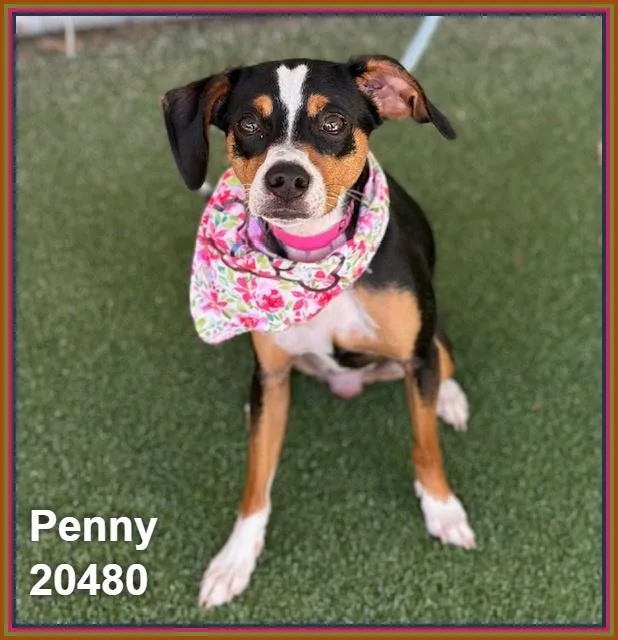 Penny thumbnail 2