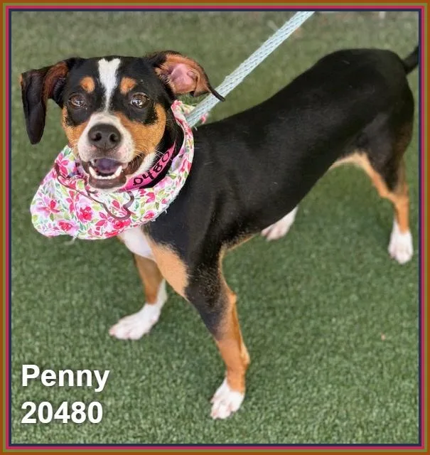 Penny thumbnail 3