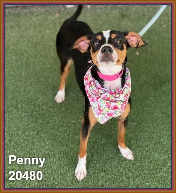 Penny thumbnail 5