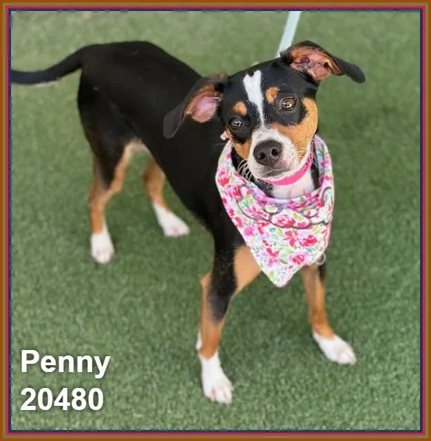 Penny thumbnail 6