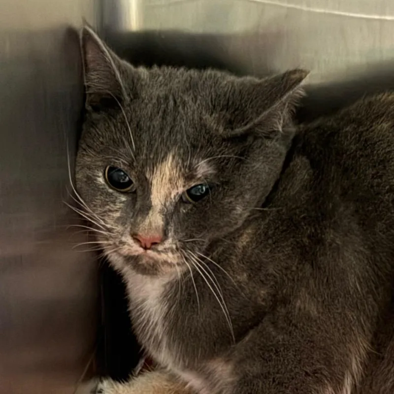 A baby small-sized female Calico Domestic Short Hair cat named Mitzi for adoption in Jacksonville, AR