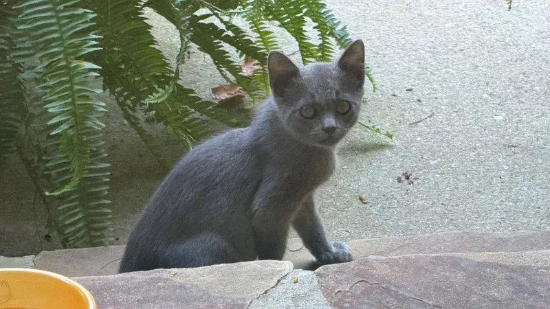 A baby medium-sized female Russian Blue cat named Rosebud for adoption in Buford, GA