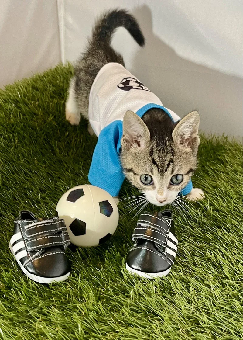 A baby medium-sized male Tabby cat named Winger for adoption in Flint Hill, VA