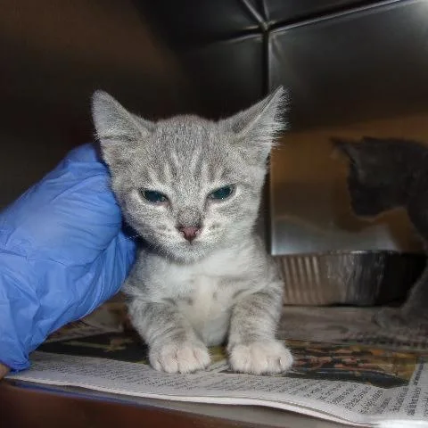 A baby small-sized male Domestic Short Hair cat named Rocky for adoption in Milton, FL