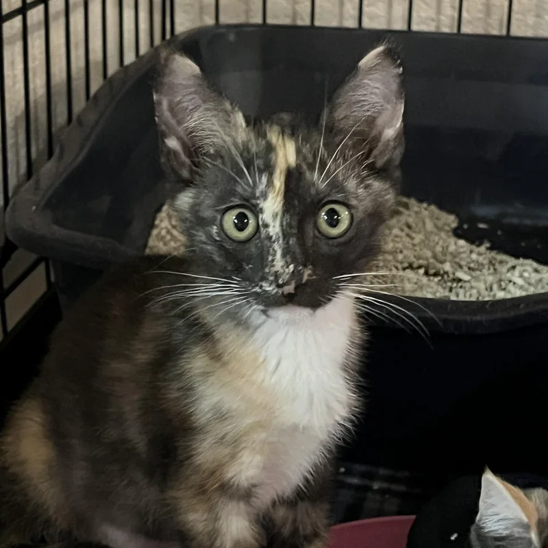A young medium-sized female Tortoiseshell Domestic Short Hair cat named Janet for adoption in Boca Raton, FL